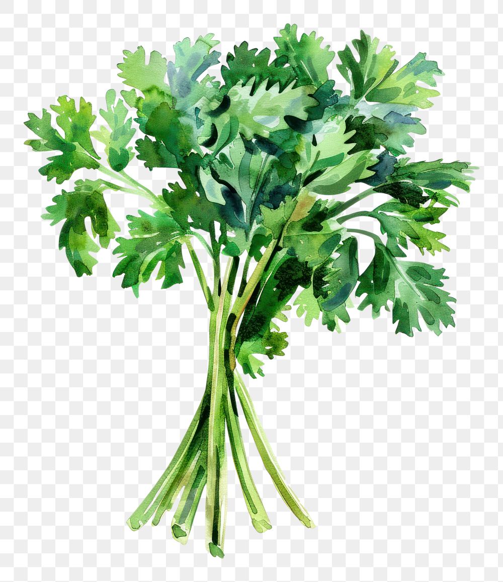 PNG An isolated fresh cilantro illustration watercolor parsley.