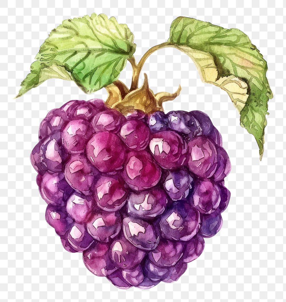 PNG An isolated fresh mulberry illustration watercolor vibrant.