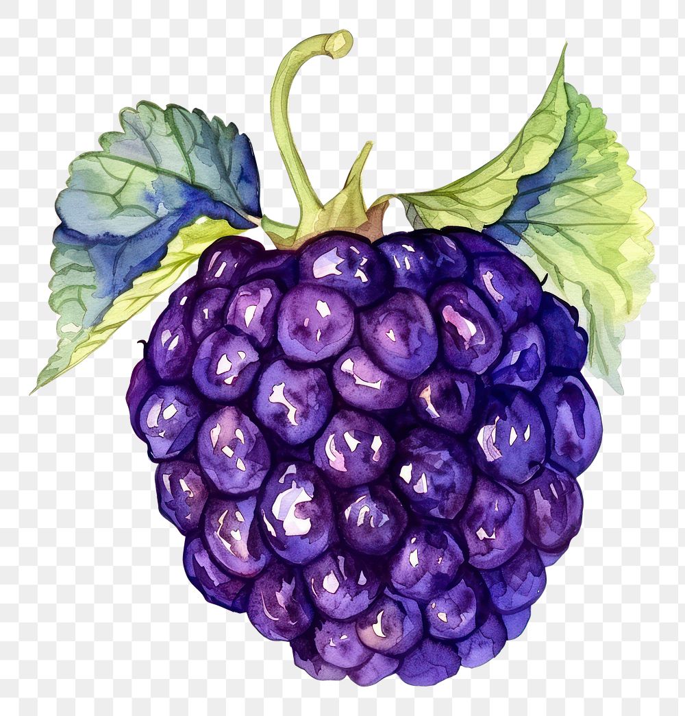 PNG An isolated fresh mulberry illustration watercolor vibrant.