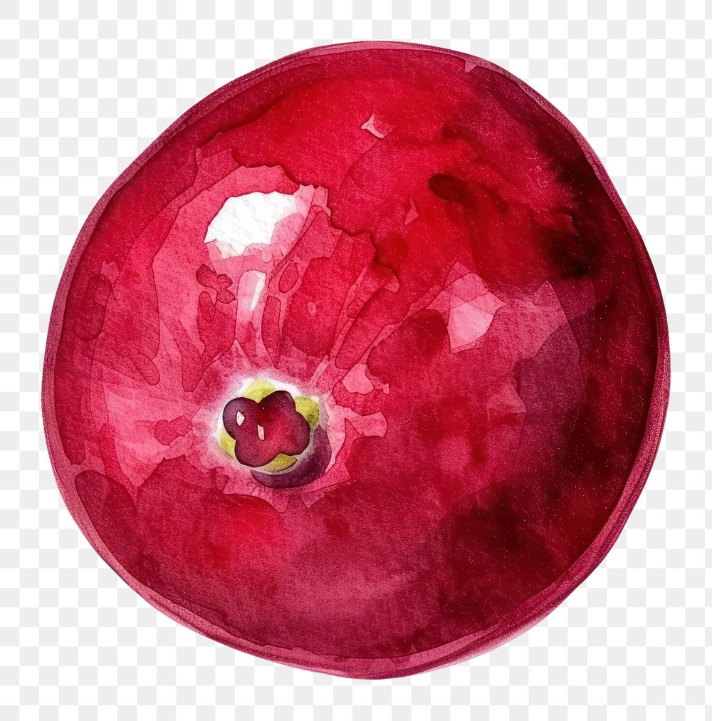 PNG An isolated fresh cranberry illustration watercolor vibrant.