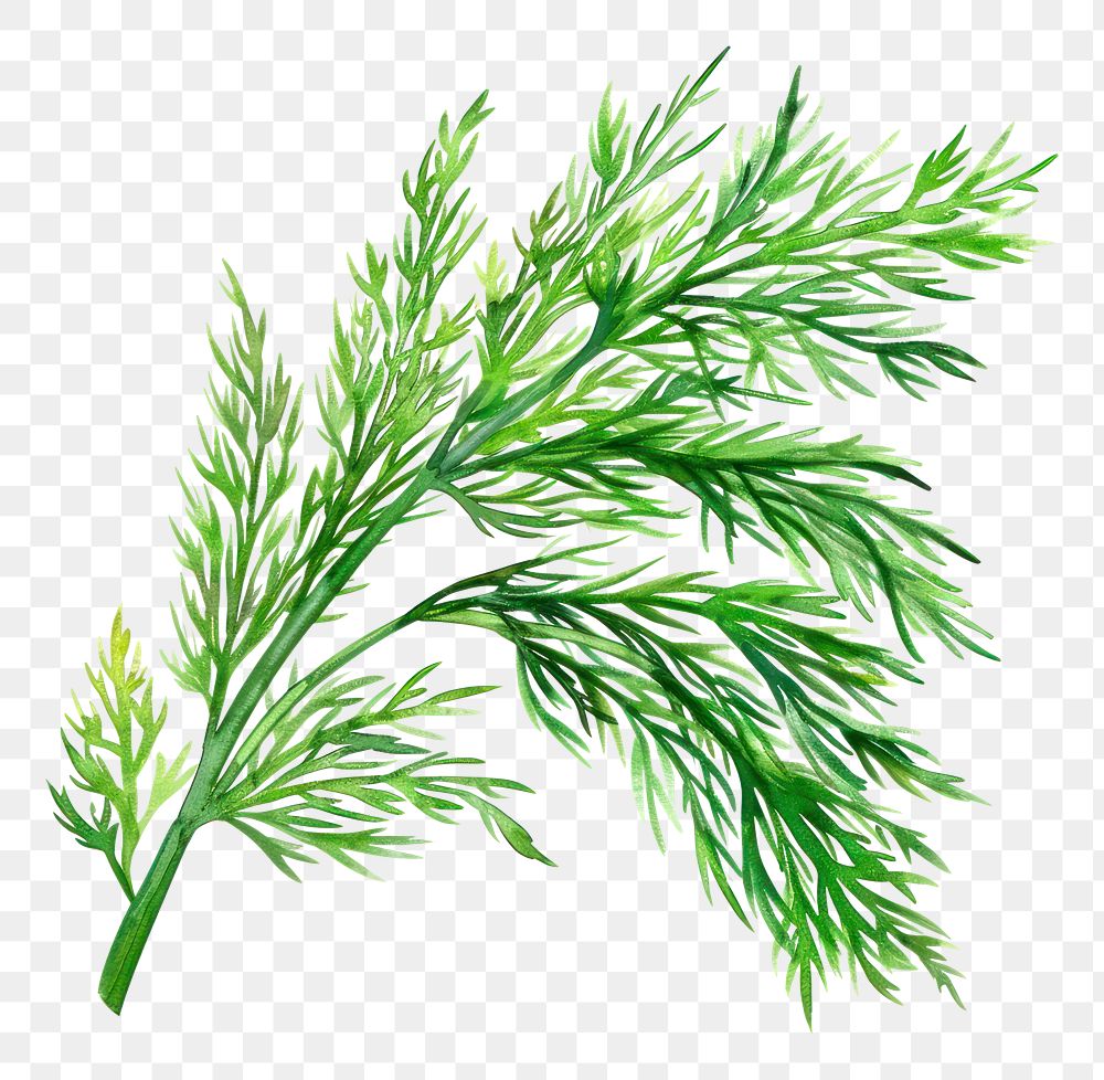 PNG An isolated fresh dill illustration ingredient vibrant.