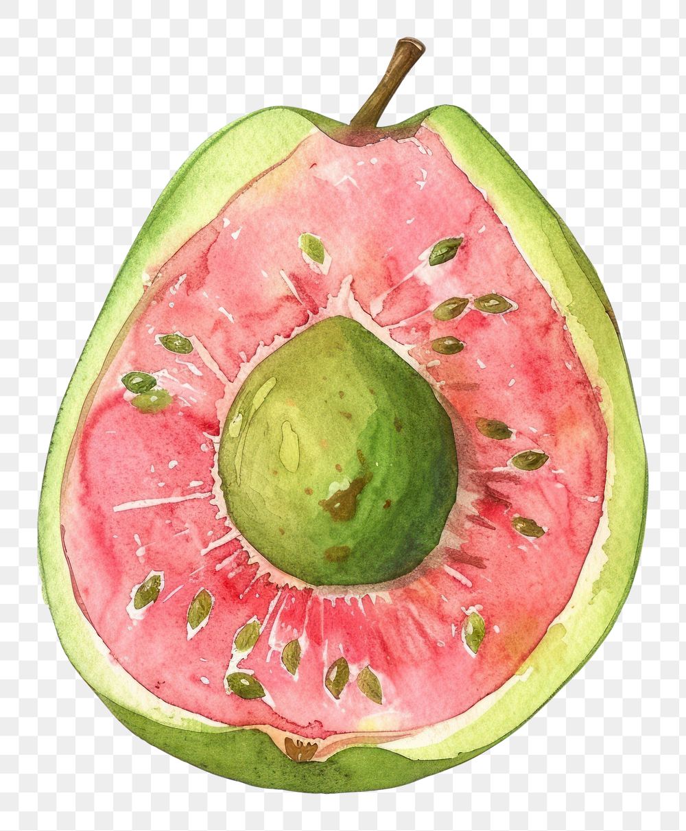 PNG An isolated fresh guava illustration watercolor fruit.