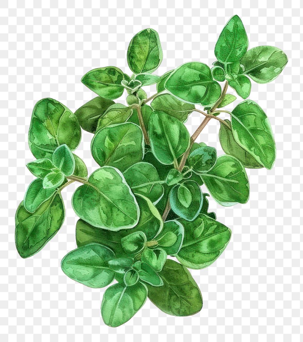 PNG An isolated fresh oregano illustration watercolor vibrant.