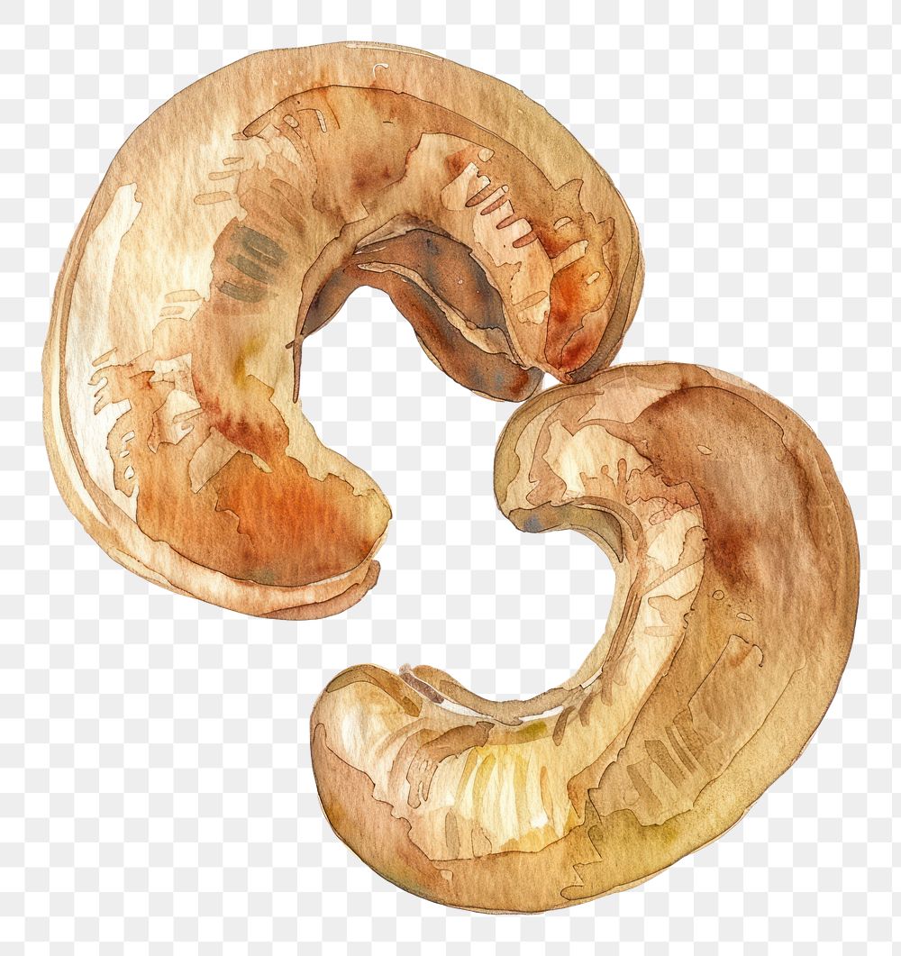 PNG An isolated cashew nut food nuts illustration.