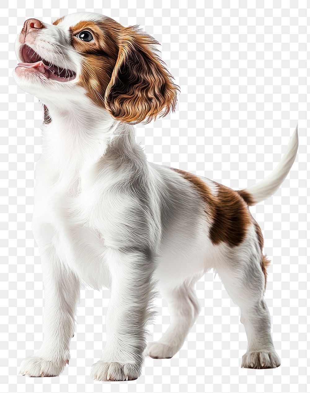 PNG A spaniel puppy happy standing with two legs animal photography background.