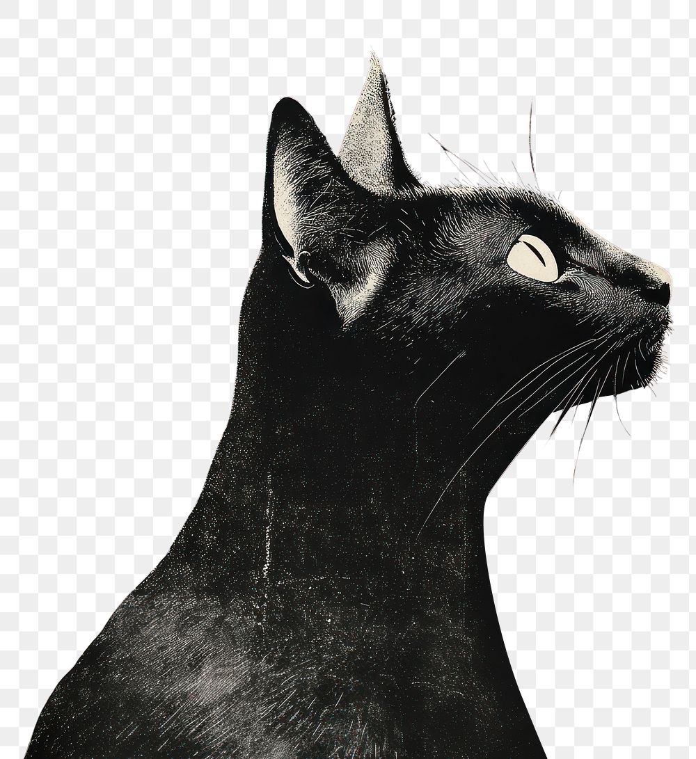 PNG An isolated black and white real cat illustration background animal.