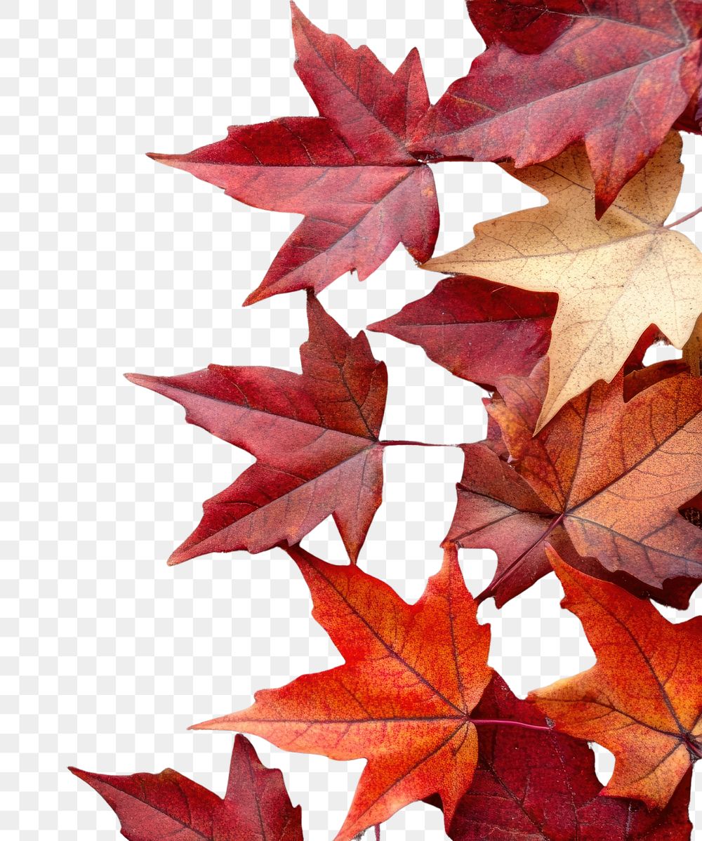 PNG Autumn maple leaves leaf background maple leaf.