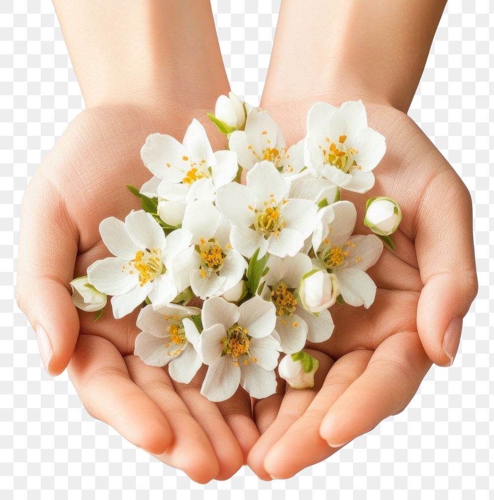 PNG Person holding white flowers hands blossoms person.