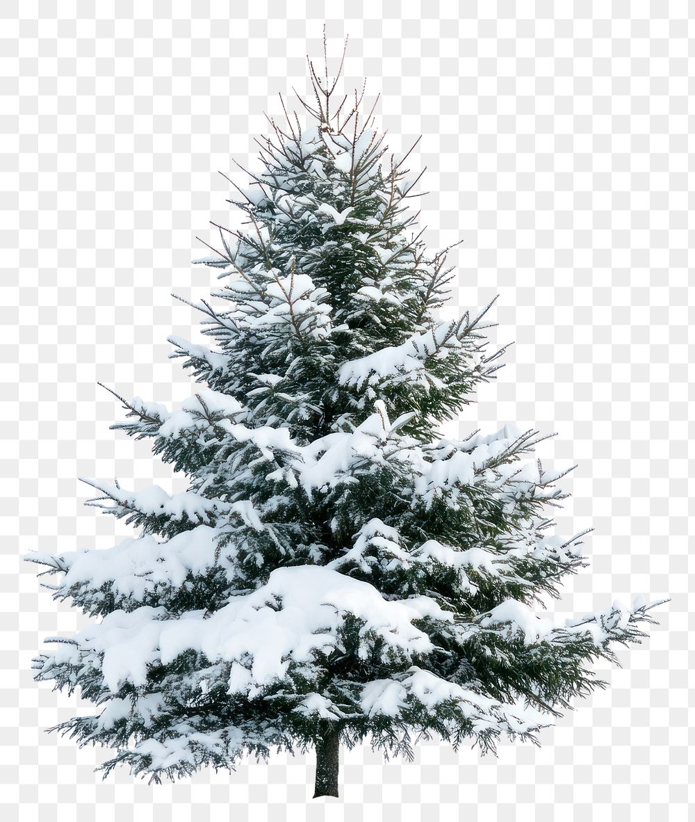 PNG Christmas tree with snow snow-covered photography evergreen.