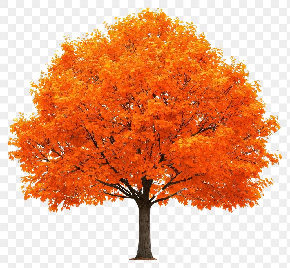 PNG Orange maple tree leaves leaf illustration.