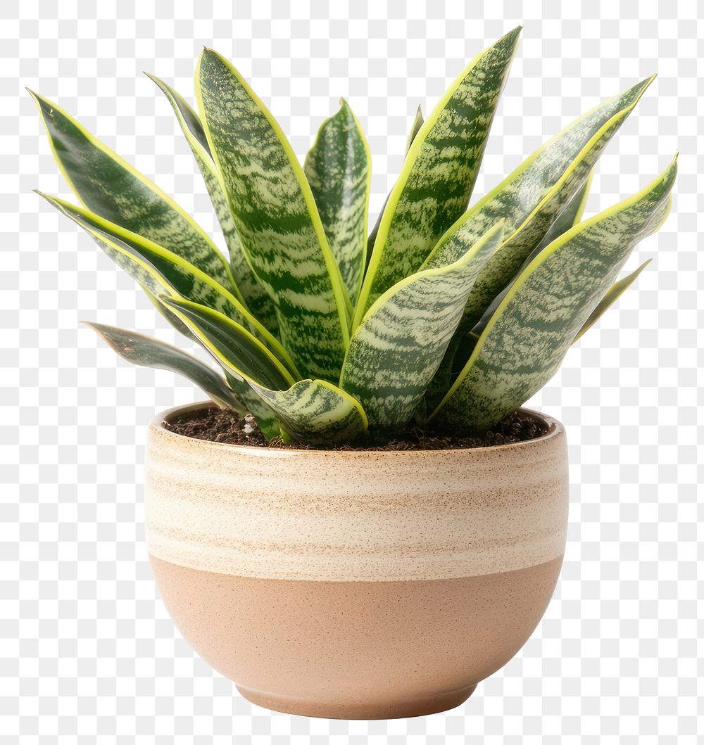 PNG Real Sansevieria plant ceramic pot ceramic pot.