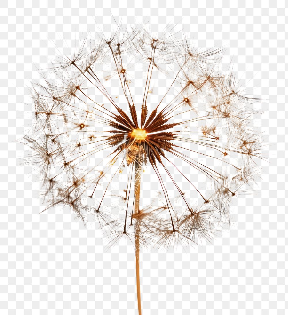 PNG Photo of Fireworks background dandelion plant.