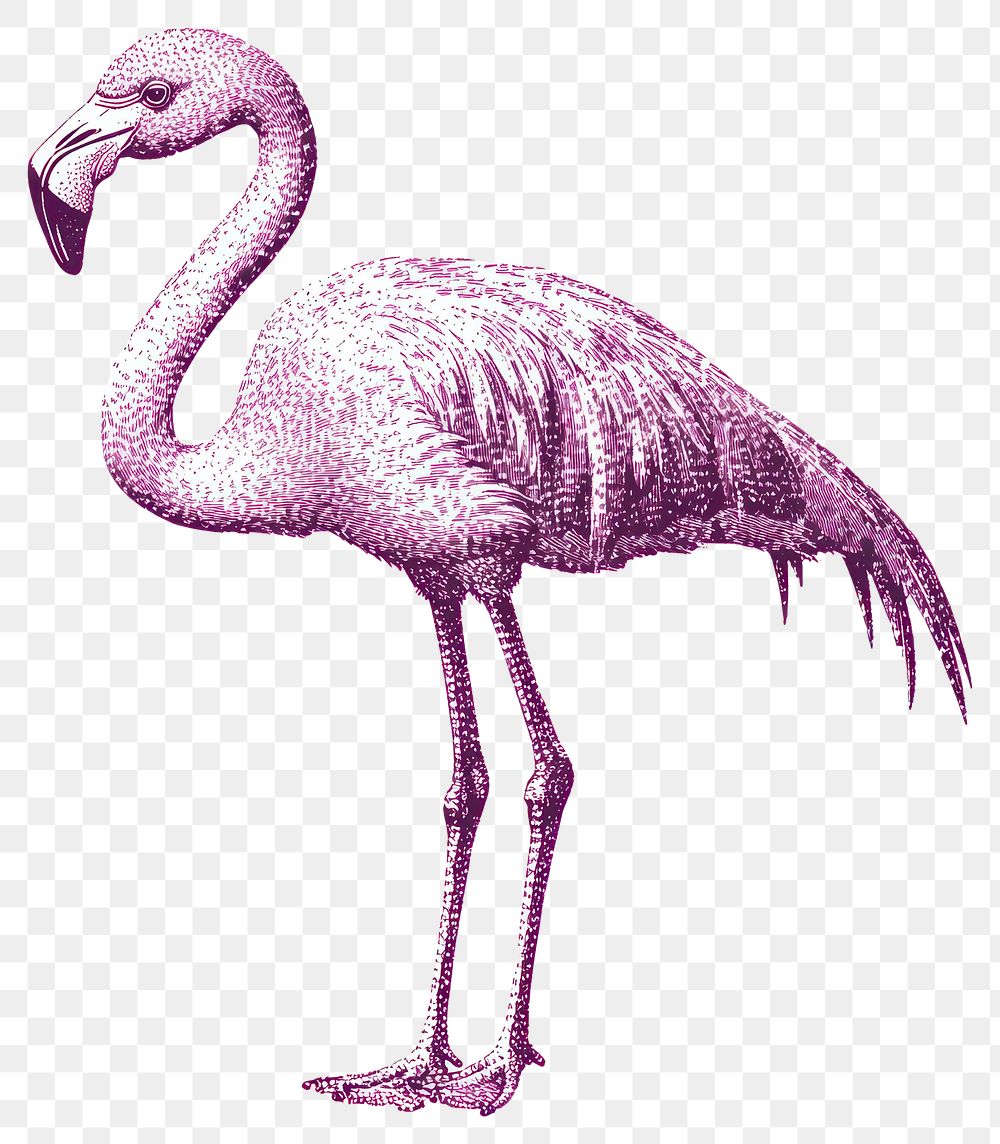 PNG Flamingo retro photocopy stipple effect bird illustration ornithology.