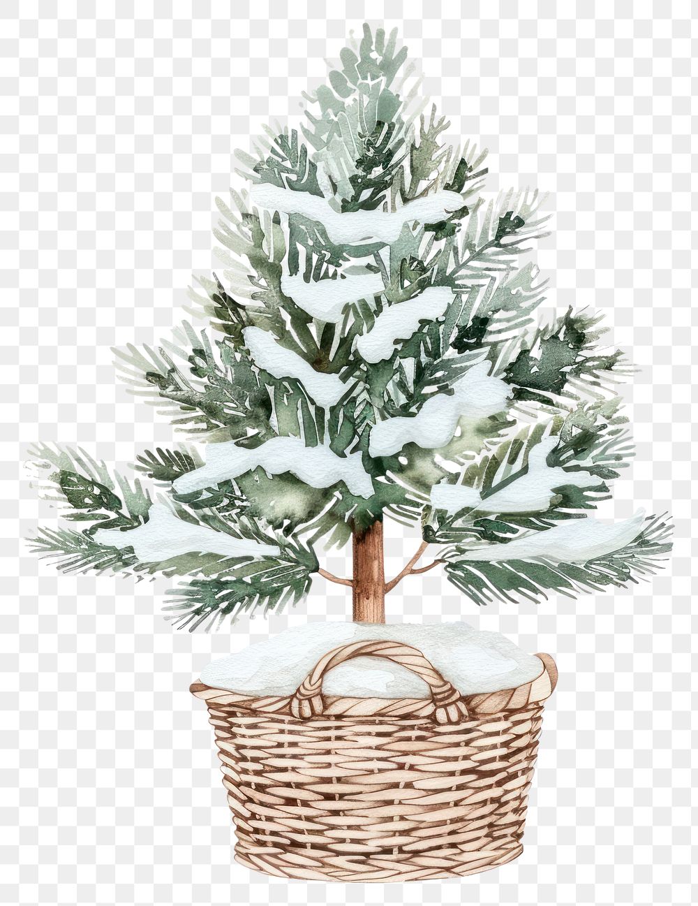 PNG A snowy Pine tree in a basket christmas pine illustration.