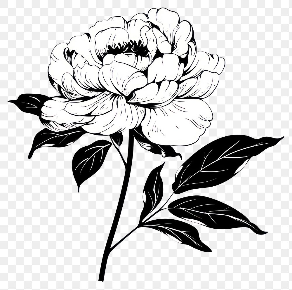 PNG Peony drawing flower peony.