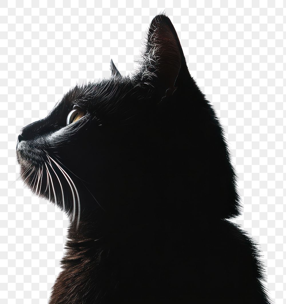 PNG Cat silhouette animal portrait elegant.