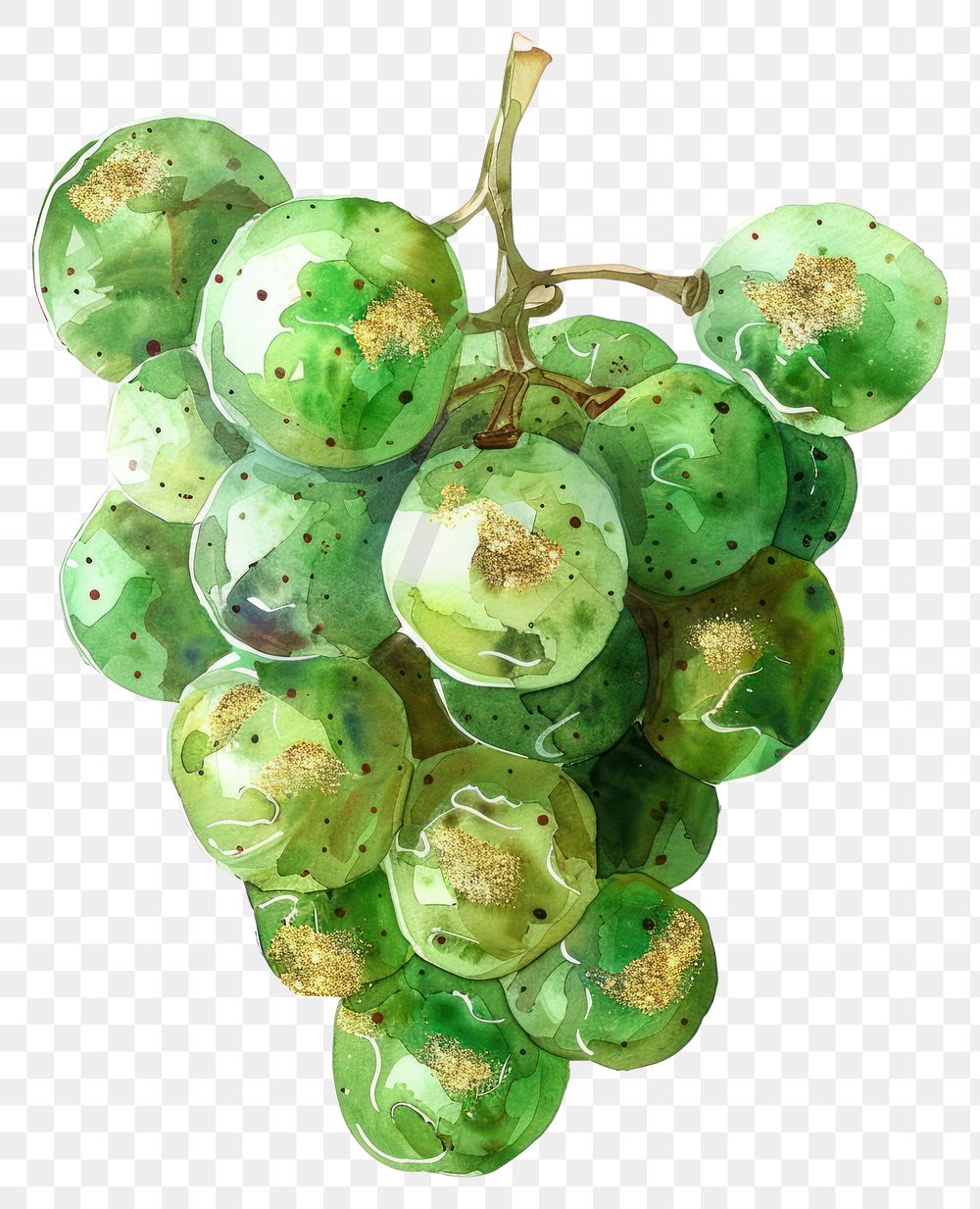 PNG Green grape grapes watercolor painting.