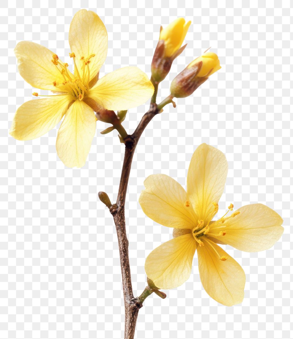 PNG Winter jasmine flowers photography blossoms.