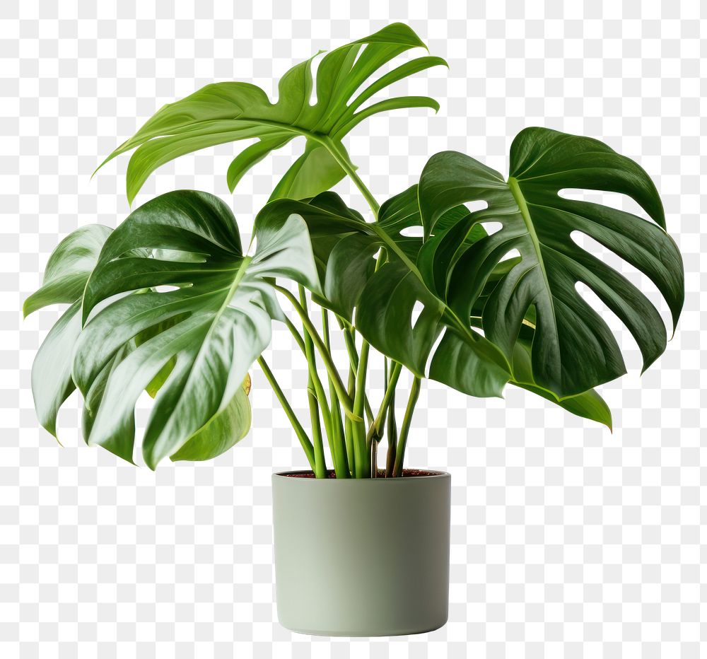 PNG Monstera plant leaf white background. 