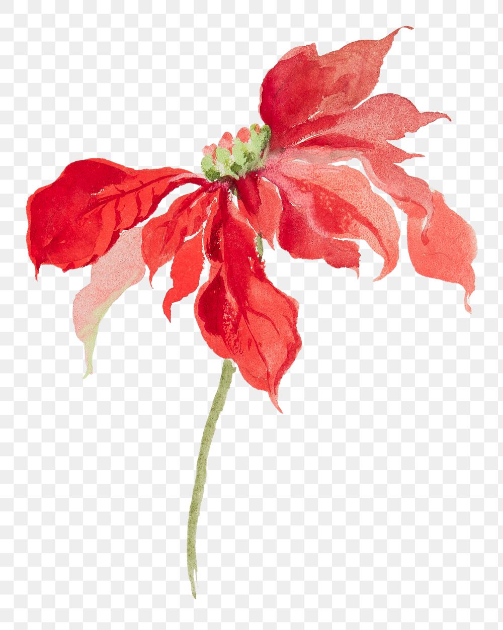 Poinsettias plant png vintage illustration, transparent background. Remixed by rawpixel.