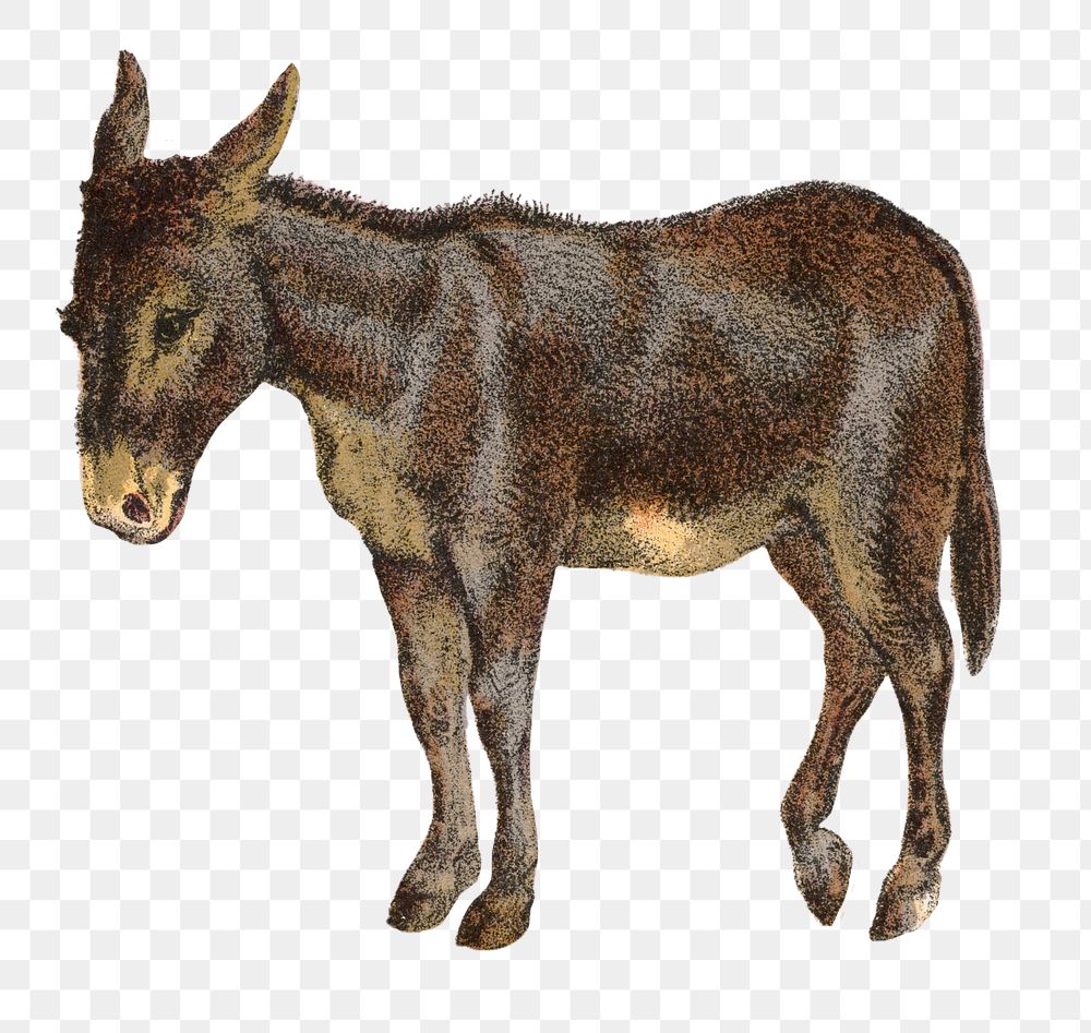 PNG Vintage donkey illustration art. Element on transparent background.