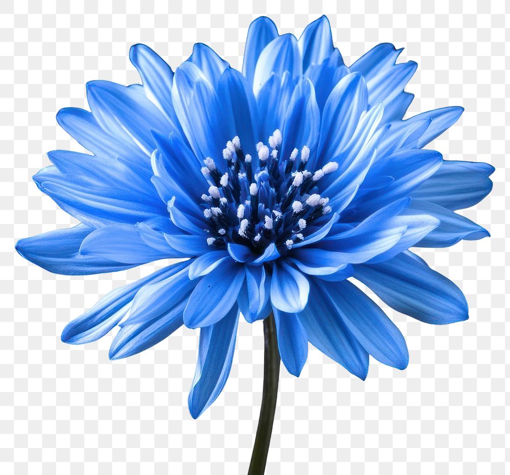 PNG Firework blue photography background flower.