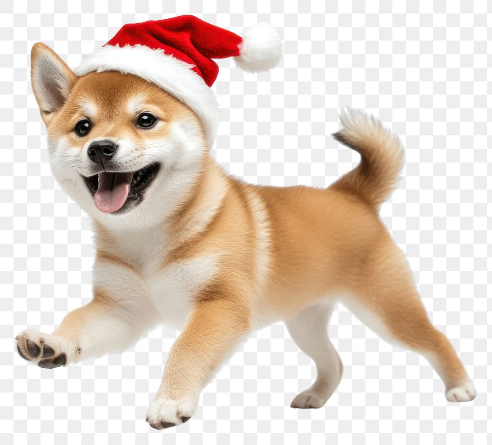 PNG Happy dog wearing santa hat puppy white shiba.