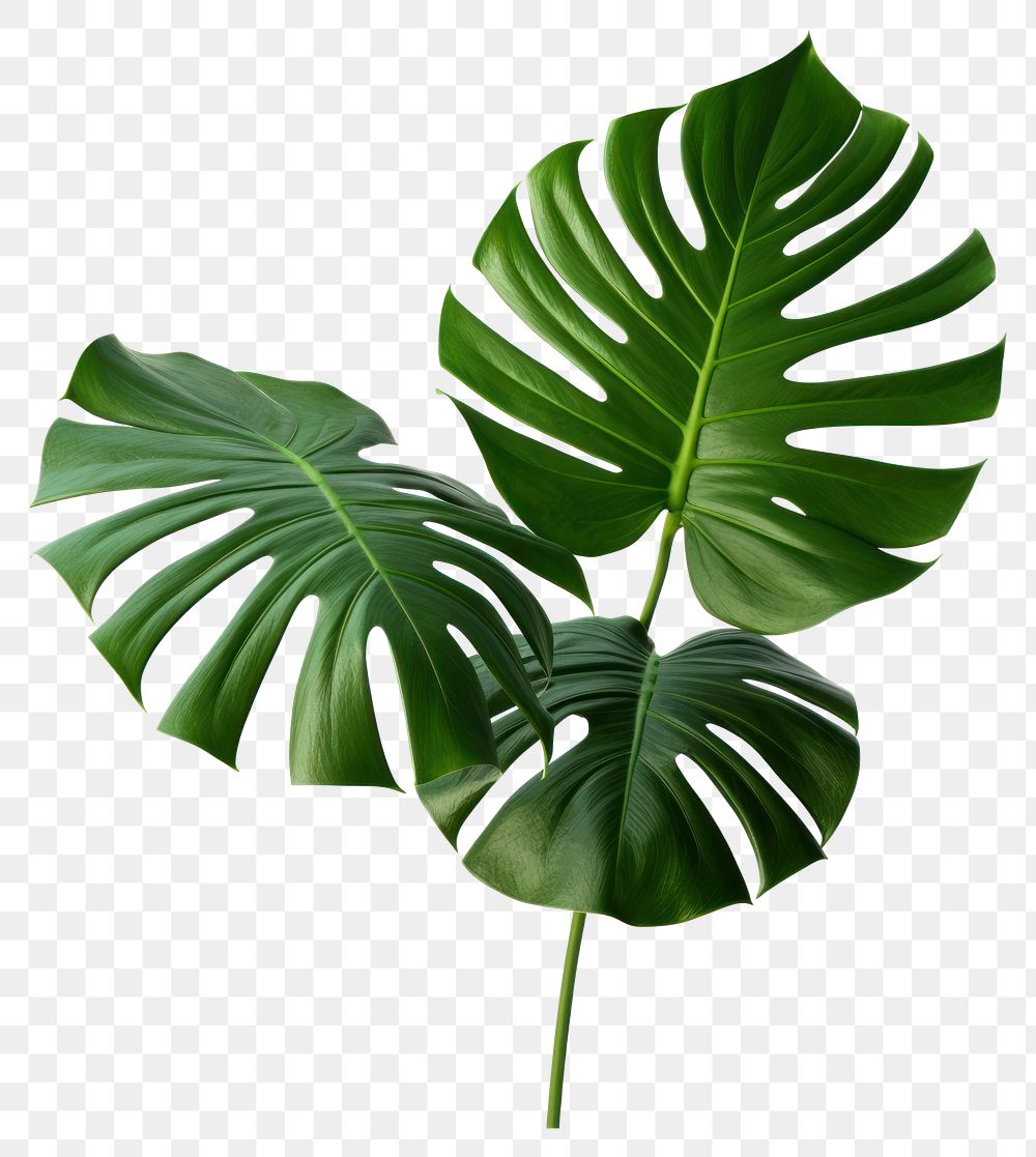 PNG Monstera plant Split leaf philodendron botanical tropical.