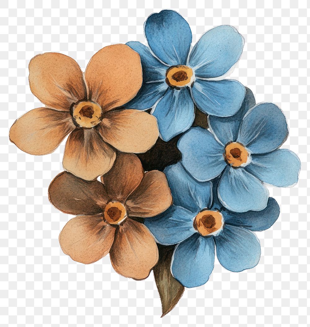 PNG Aesthetic Forget-Me-Nots flower flowers nature art.