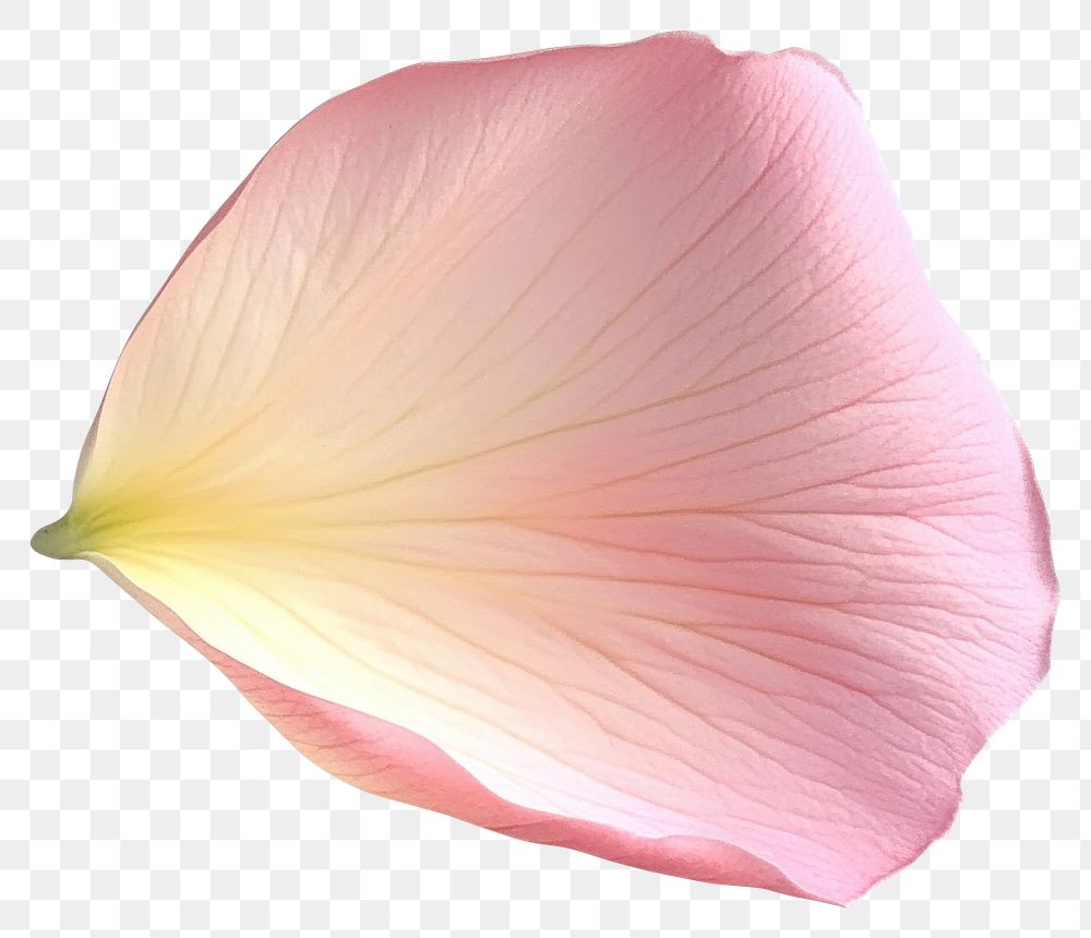 PNG Pink flower petal soft photography botanical.