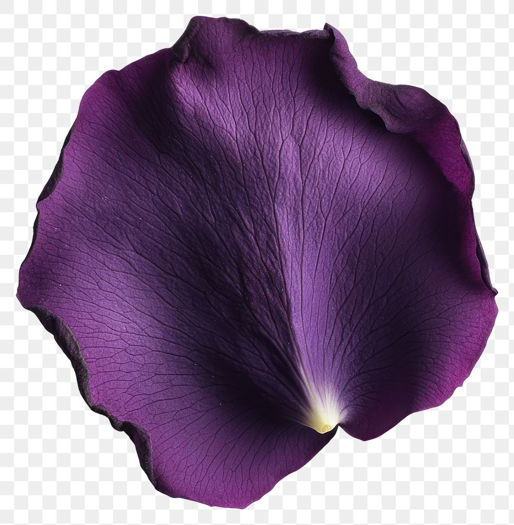 PNG Purple rose petal flower botanical blossom.