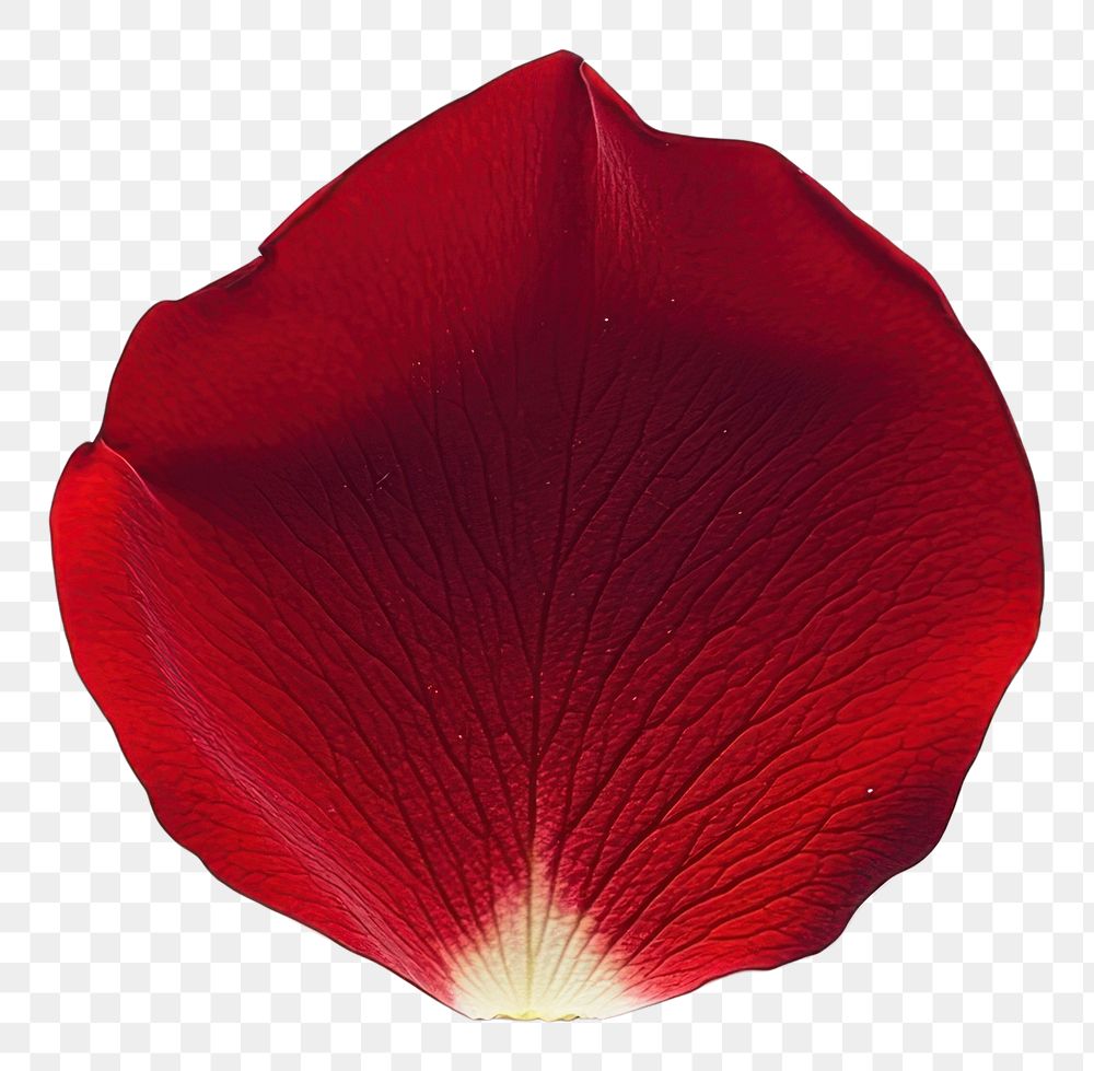 PNG Red rose petal isolated flower single.