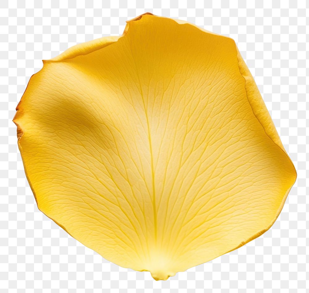 PNG Yellow rose petal isolated flower single.