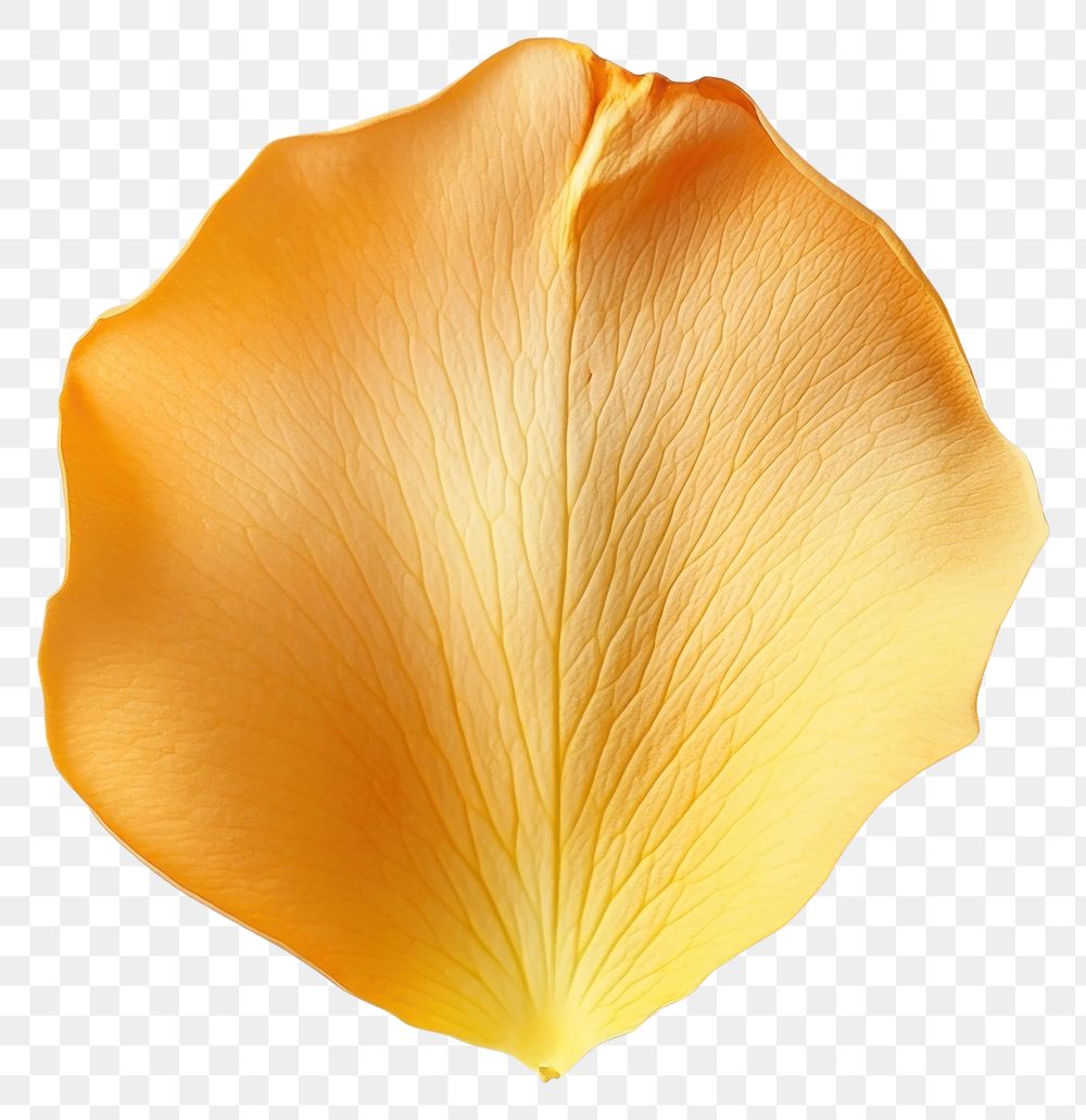 PNG Yellow rose petal delicate texture delicate texture.