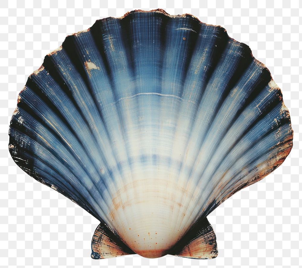 PNG Photography sea shell seashell invertebrate seafood.