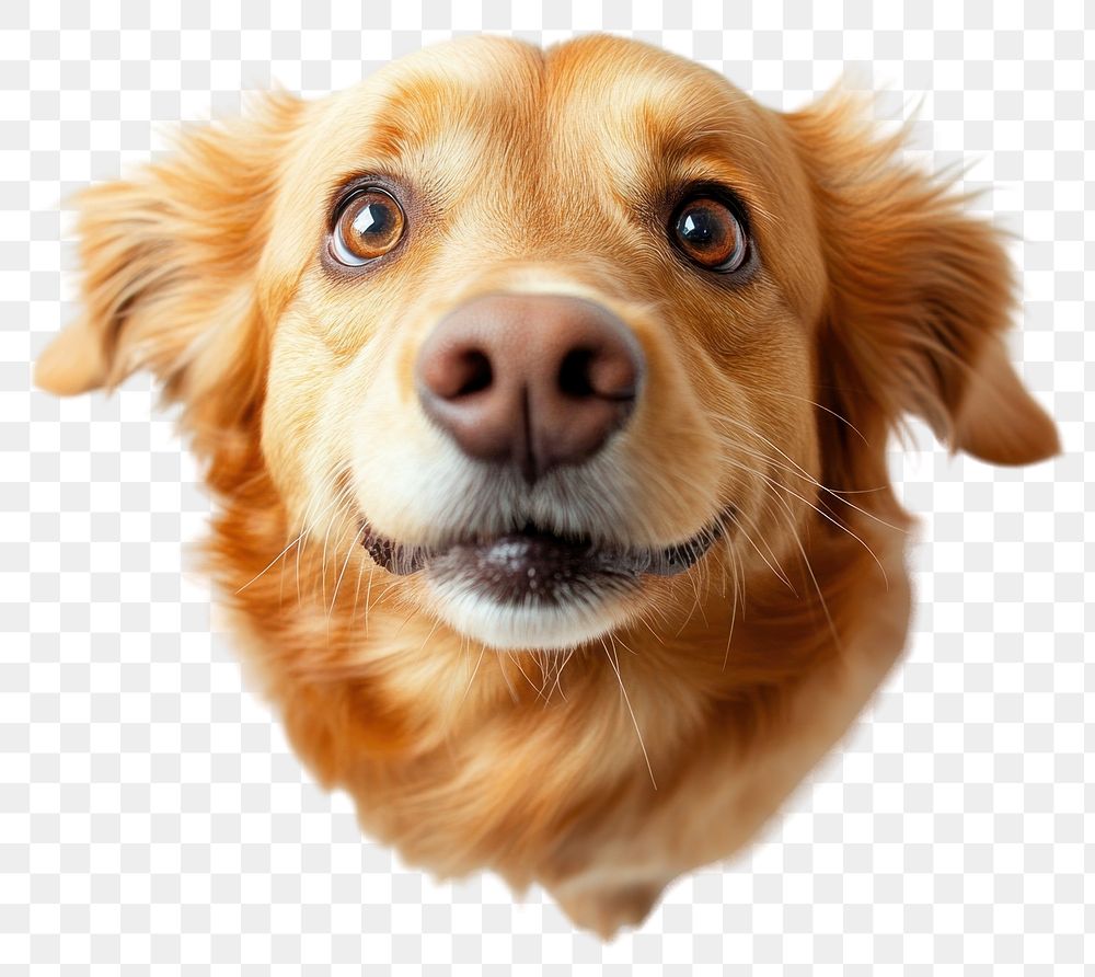 PNG Golden Retriever dog animal canine.