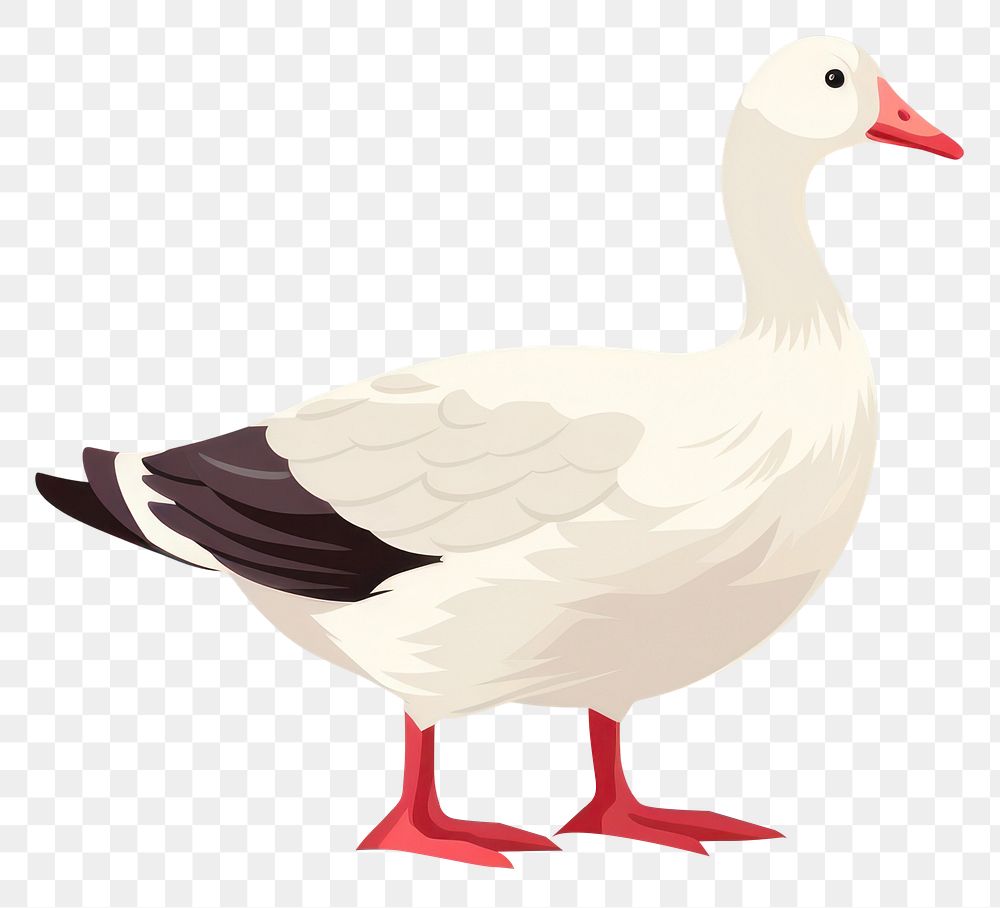 PNG Muscovy duck illustration animal goose.