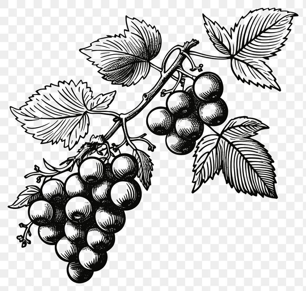 PNG Berry drawing grapes line.