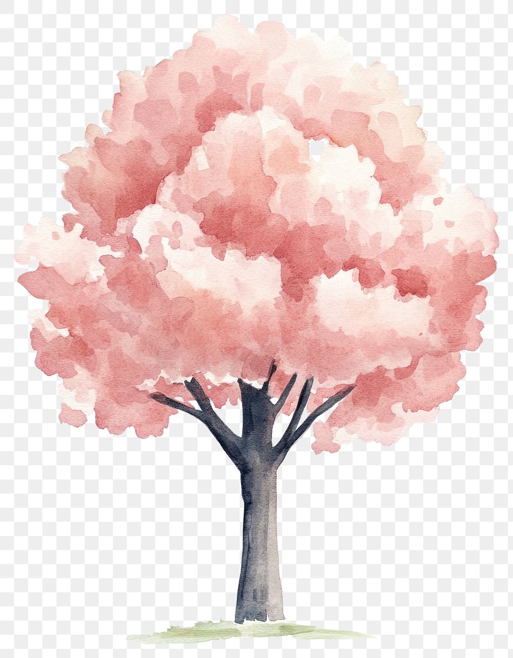 PNG Cherry Blossom Trees tree art illustration.