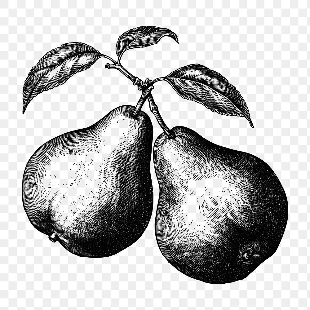 PNG Pears pear art drawing.