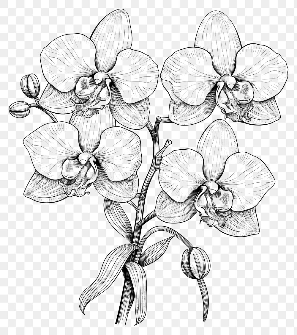 PNG Illustration of Orchid orchid drawing flower.