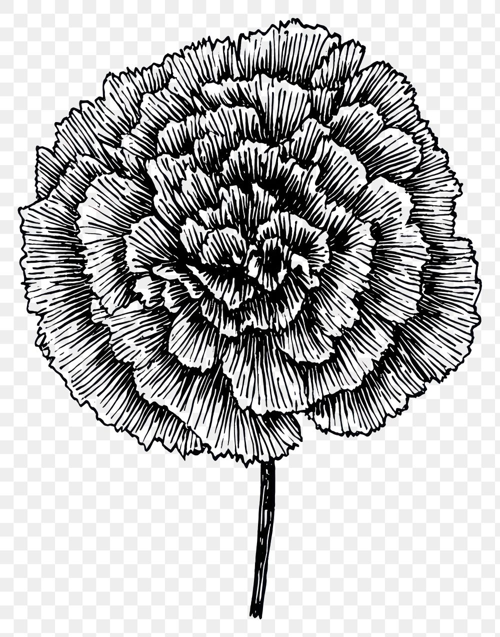 PNG Carnation flower illustration carnation drawing.