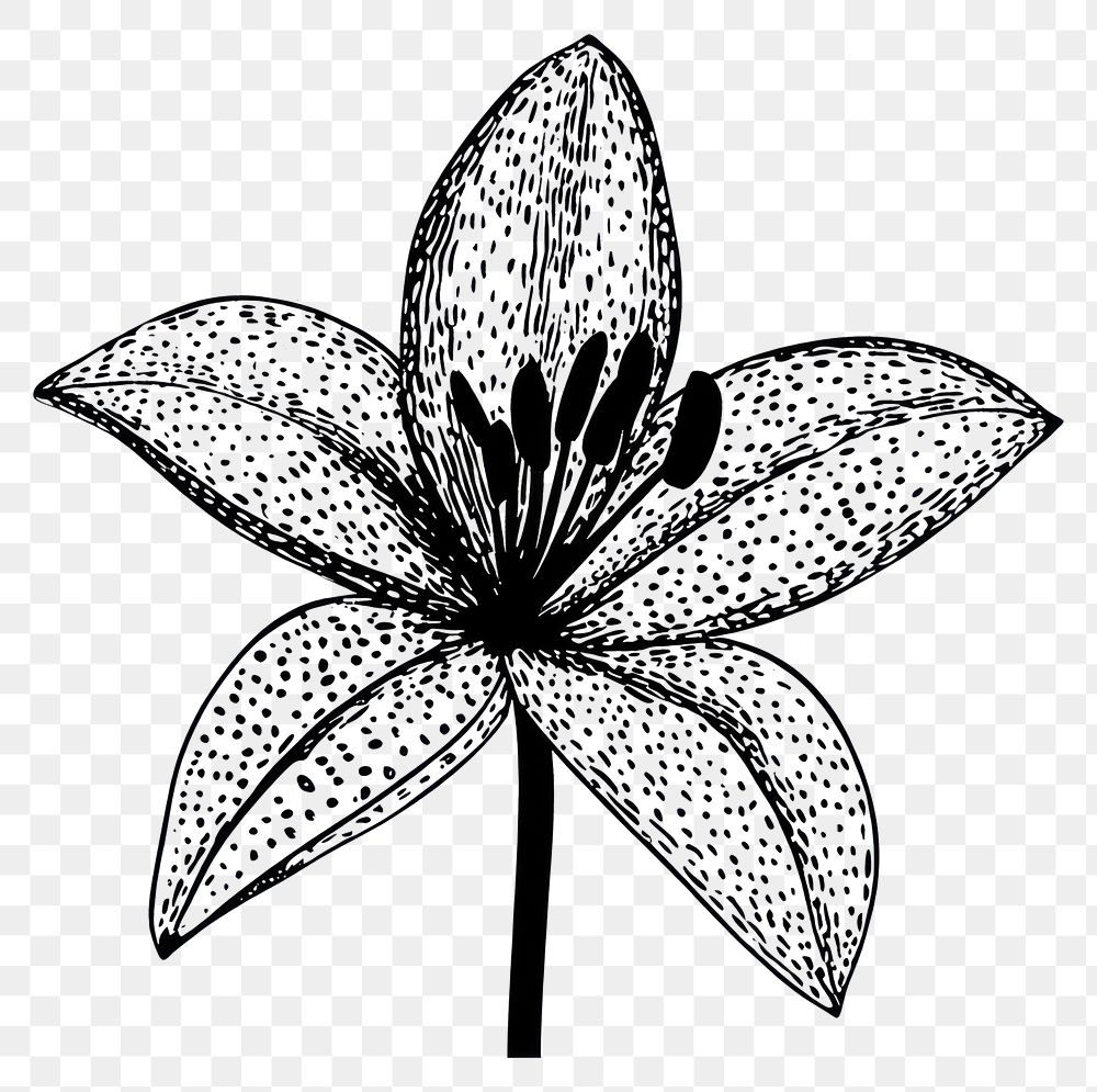 PNG Lily flower lily illustration drawing.