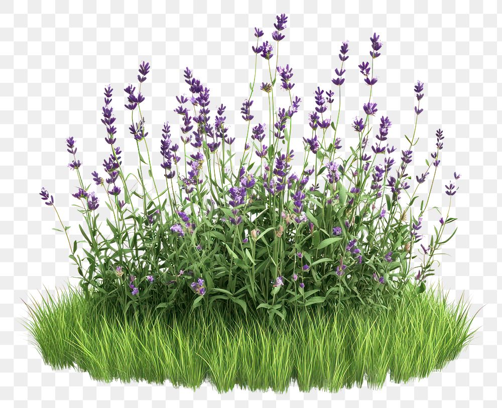 PNG Lavender flowers grass blossoms.