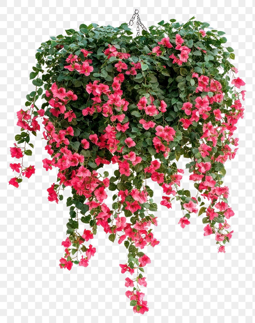 PNG Real hanging flower bushes plant vine pink.