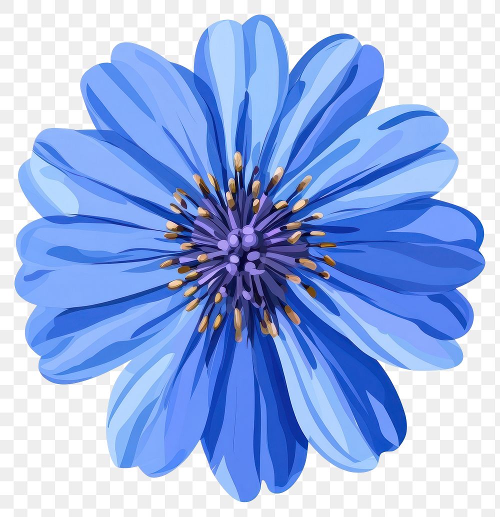 PNG Real blue flower illustration petals asteraceae.