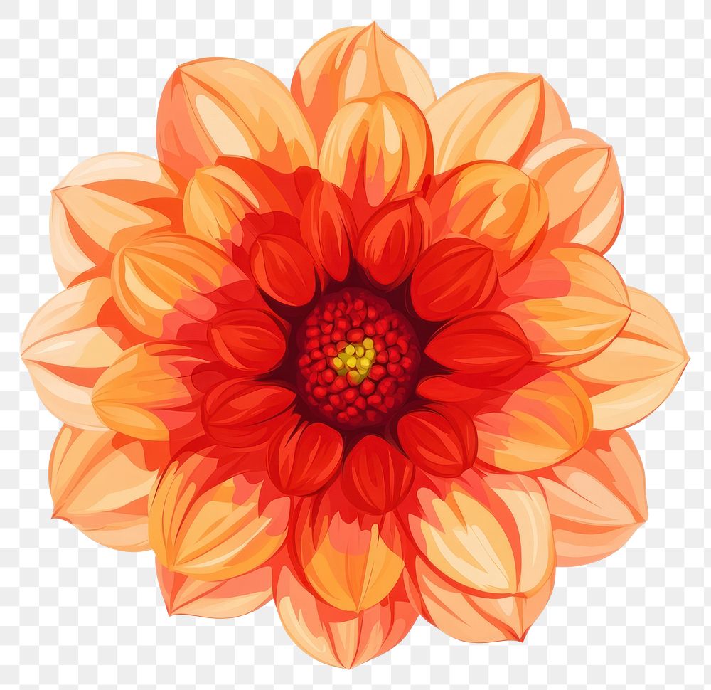 PNG Real Dahlia flower illustration dahlia chandelier.