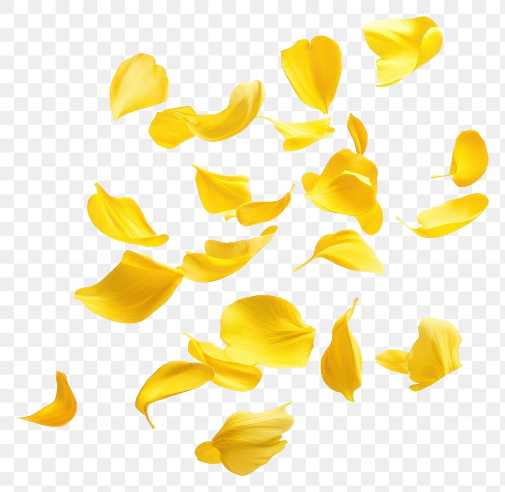 PNG Yellow petals floating flower white abstract.