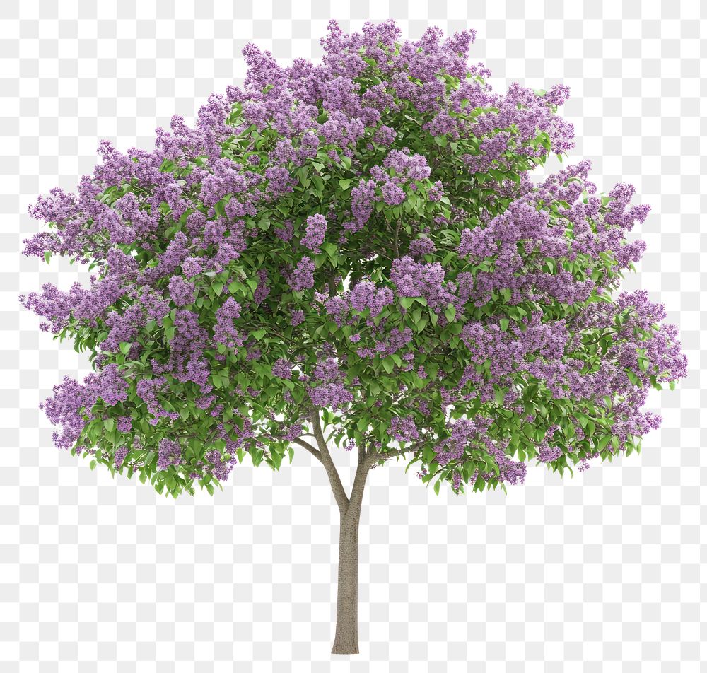 PNG Lilac tree lilac flowers plant.