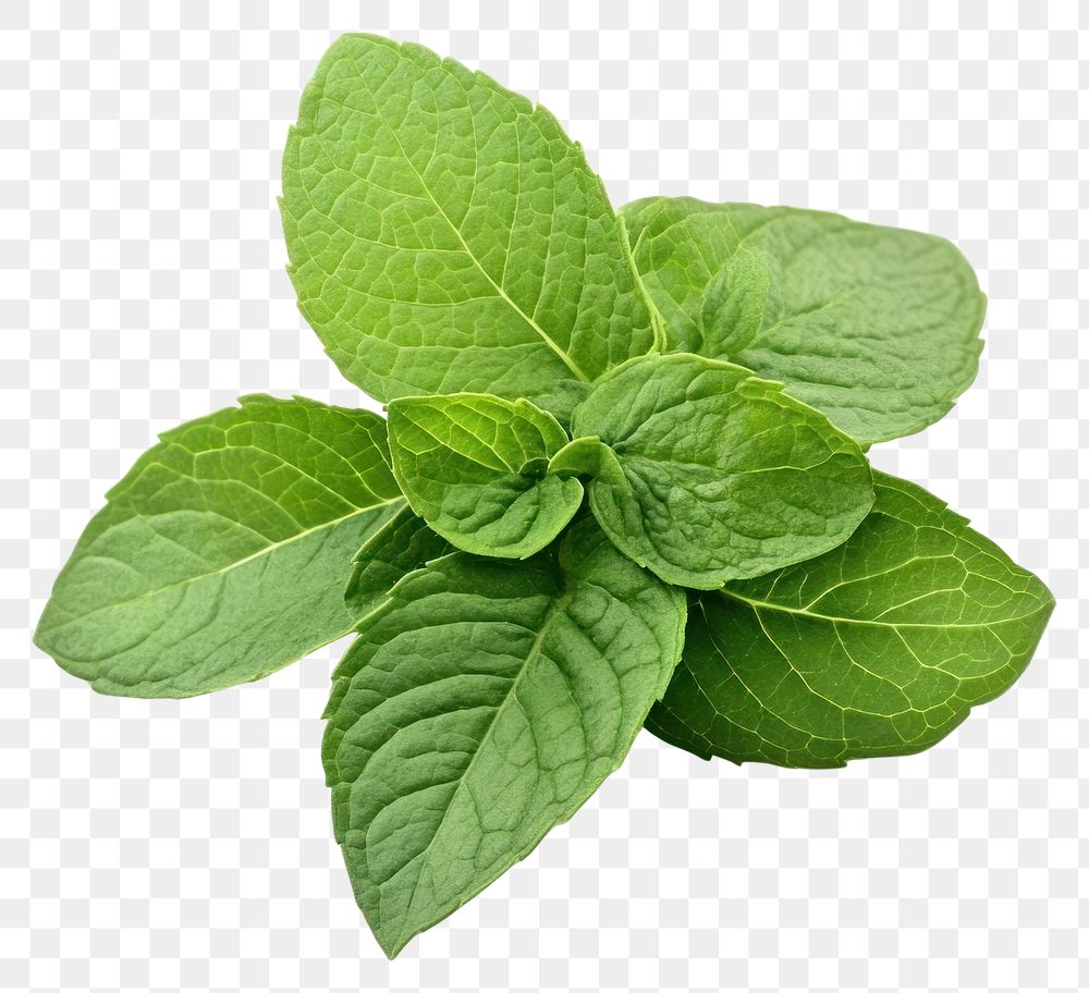 PNG Fresh green mint leaves leaf herbs fresh.